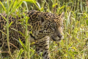 Images Dated 19th March 2020: Brazil, Pantanal. Close-up of jaguar. Credit as: Cathy & Gordon Illg / Jaynes Gallery /