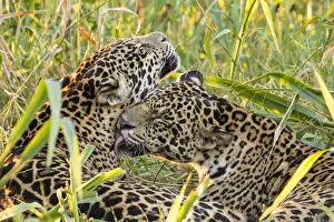 Prints of Brazil, Pantanal. Close-up of jaguars grooming. Credit as: Cathy and Gordon Illg / Jaynes Gallery / DanitaDelimont.com Images Dated 2020 March: Brazil, Pantanal. Close-up of jaguars grooming. Credit as