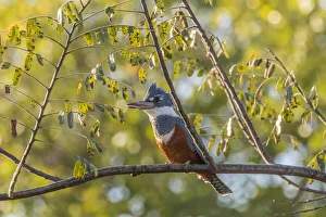 Prints of Brazil, Pantanal. Close-up of ringed kingfisher. Credit as: Cathy and Gordon Illg / Jaynes Gallery / DanitaDelimont.com Images Dated 2020 March: Brazil, Pantanal. Close-up of ringed kingfisher. Credit as