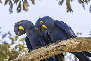 Couple Prints: Brazil, Pantanal. Hyacinth macaw pair in tree. Credit as