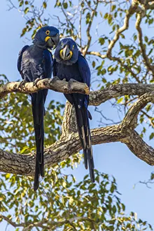 Images Dated 16th July 2020: Brazil, Pantanal. Hyacinth macaw pair in tree. Credit as