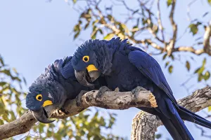 Images Dated 19th March 2020: Brazil, Pantanal. Hyacinth macaw pair in tree. Credit as