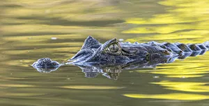 Images Dated 16th July 2020: Brazil, Pantanal. Jacare caiman reptile in water. Credit as