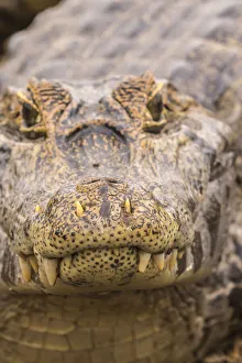 Images Dated 19th March 2020: Brazil, Pantanal. Jacare caiman reptile in water. Credit as