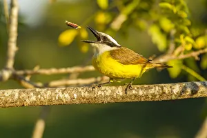 Images Dated 16th July 2020: Brazil, Pantanal. Kiskadee feeding. Credit as: Cathy & Gordon Illg / Jaynes Gallery /