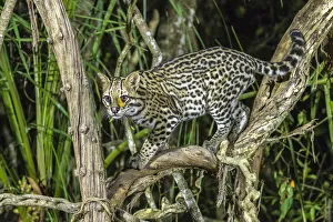 Predatory Prints: Brazil, Pantanal. Ocelot on tree branch. Credit as: Cathy & Gordon Illg / Jaynes Gallery