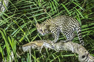 Images Dated 16th July 2020: Brazil, Pantanal. Ocelot on tree branch. Credit as: Cathy & Gordon Illg / Jaynes Gallery