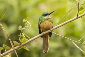Images Dated 19th March 2020: Brazil, Pantanal. Rufous-tailed jacamar bird close-up. Credit as