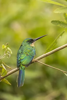 Images Dated 19th March 2020: Brazil, Pantanal. Rufous-tailed jacamar bird on limb. Credit as