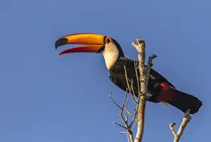 Images Dated 16th July 2020: Brazil, Pantanal. Toco toucan bird close-up. Credit as: Cathy & Gordon Illg / Jaynes