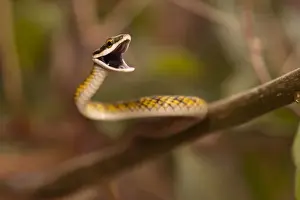 Arboreal Prints: Brazil, Pantanal. Vine Snake (Oxybelis aeneus) defensive posture