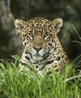 Places Collection: Brazil, Pantanal. Wild jaguar close-up