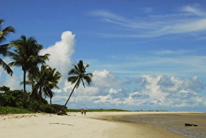 Anthony Asael Prints: Brazil, Pernambuco, Ilha de Itamaraca, Corrao de Aviao, white beach with palm trees
