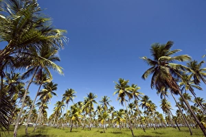 Anthony Asael Prints: Brazil, Pernambuco, Porto de Galinhas, palm tree field