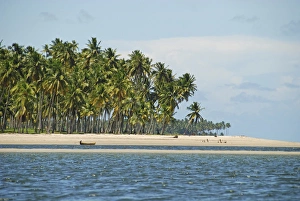 Images Dated 15th March 2009: Brazil, Pernambuco, Praia dos Carneiros, white sand beach with palm trees