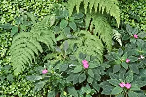 Jardim Botanico Prints: Brazil, Rio de Janeiro, Jardim Botanico or Botanical Gardens, flora