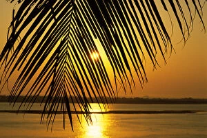 Images Dated 10th March 2006: Brazil. Sunset; sky and water painted orange; palm leaf in the foreground