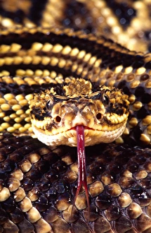 Images Dated 28th February 2007: Brazilian Rattlesnake Crotalus durissus dryinus Native to Guyana, Ssurinam, Brazil