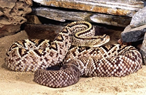 Scary Prints: Brazilian Rattlesnake, Crotalus durissus dryinus, Native to Guyana, Surinam & Brazil