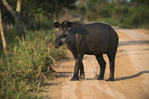 Images Dated 27th August 2014: Brazilian Tapir (Tapirus terrestris), Northern Pantanal, Mato Grosso, Brazil