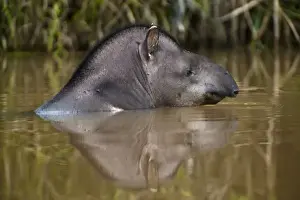 Images Dated 30th January 2010: Brazilian Tapir (Tapirus terrestris) Iwokrama Forest Reserve, Guyana