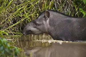 Images Dated 30th January 2010: Brazilian Tapir (Tapirus terrestris) Iwokrama Forest Reserve GUYANA