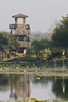 Houston Prints: Brazos Bend State Park and wetlands near Houston