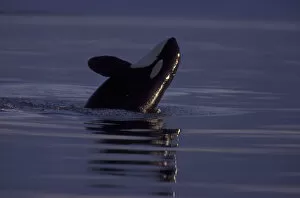 Images Dated 3rd December 2004: Breaching Orca Killer Whale (Orca orcinus) near San Juan Island, WA State, USA