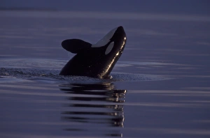 Images Dated 3rd December 2004: Breaching Orca Killer Whale (Orca orcinus) near San Juan Island, WA State, USA