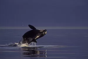 Breaching Orca Killer Whale (Orca orcinus) near San Juan Island, WA State, USA
