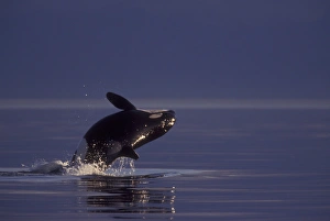 Images Dated 3rd December 2004: Breaching Orca Killer Whale (Orca orcinus) near San Juan Island, WA State, USA