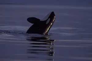 Breaching Orca Killer Whale (Orca orcinus) near San Juan Island, WA State, USA