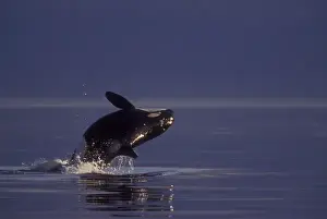 Sound Prints: Breaching Orca Killer Whale (Orca orcinus) near San Juan Island, WA State, USA