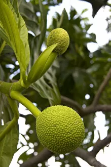 Breadfruit growing on a tree on the Big Island of Hawaii