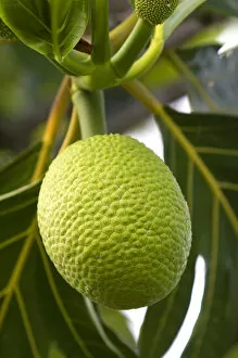 Breadfruit on a tree on the Big Island of Hawaii