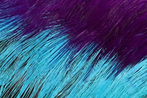 Natural Pattern Prints: Breast feather design