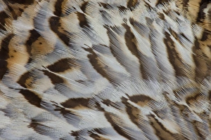 Breast Feathers Prints: Breast feather design and pattern