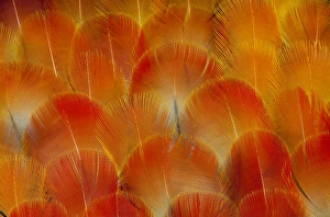 Macaw Prints: Breast feathers of the Camelot Macaw