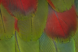 Macaw Prints: Breast feathers of Harlequin Macaw