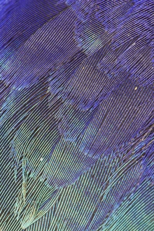 Natural Pattern Prints: Breast feathers of Lilac Breasted Roller