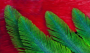 Images Dated 31st October 2011: Breast and Wing Feather design of the Resplendent Quetzal