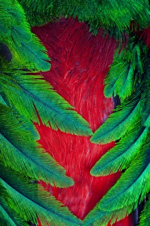 Natural Pattern Prints: Breast and Wing Feather design of the Resplendent Quetzal