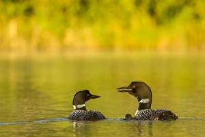 Whitefish Prints: Breeding pair of common loons with newborn chick on Beaver Lake near Whitefish, Montana