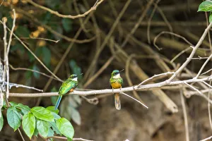 Images Dated 1st September 2015: A breeding pair of green-tailed jacamars rest together along a river in the Brazilian Pantanal