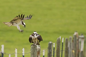Pandion Haliaetus Prints: Breeding pair of osprey near Rollins, Montana, USA