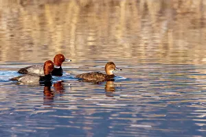 Ninepipe National Wildlife Refu Prints: Breeding pairs of redhead ducks at Ninepipe National Wildlife Refuge in the Mission Valley