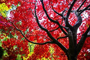 Maple Tree Prints: Bremerton, Washington, Ebony trunk, red maple tree