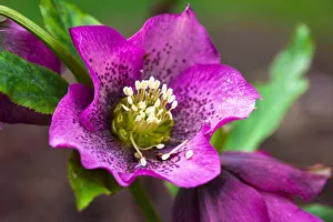 Bremerton Prints: Bremerton, Washington. Spring, magenta and purple Helleborus x hybridus or Letten