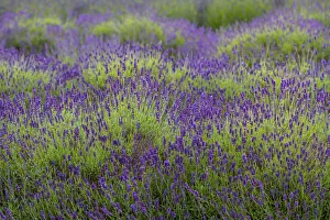 Images Dated 25th March 2020: Bremerton, Washington State, lavender garden