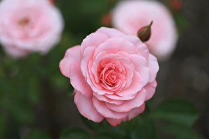 New Images March 2024 Part 1 Prints: Bremerton, Washington State. Pink rose in garden